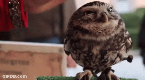 A Small Owl Is Sitting On Top Of A Green Carpet . GIF