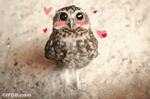 A Small Owl With Hearts Around It 'S Neck And Face GIF
