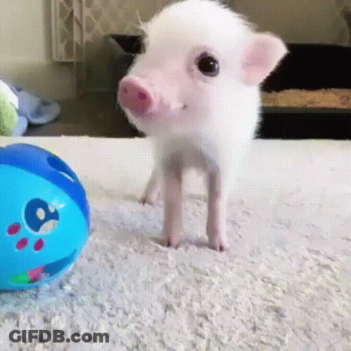 A Small Pig Is Standing Next To A Blue Ball On A Carpet . GIF