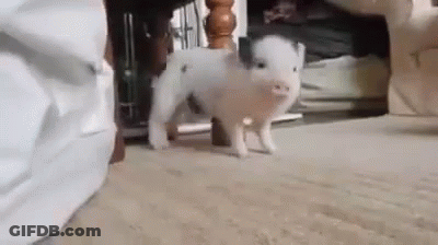 A Small Pig Is Walking On The Floor In A Living Room . GIF