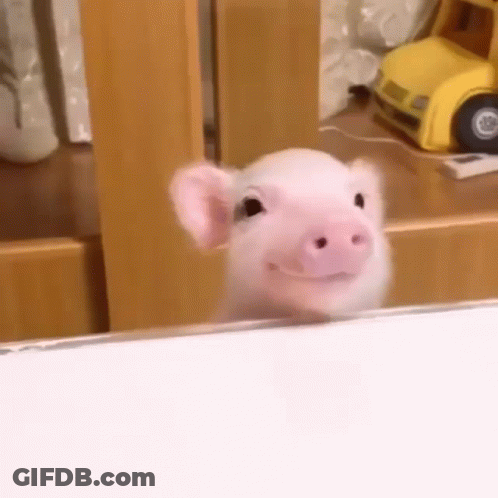 A Small Pink Pig Is Looking At The Camera While Standing Next To A Mirror . GIF