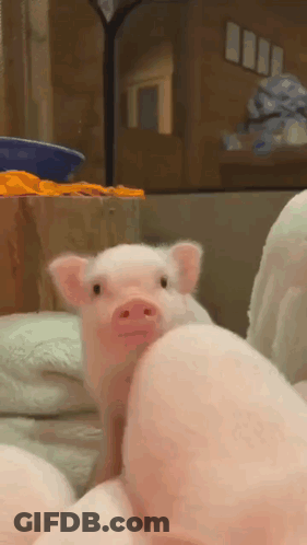 A Small Pink Pig Is Standing Next To A Large Pink Pig . GIF
