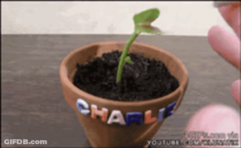 A Small Plant Is Growing In A Pot With Charlie Written On It GIF