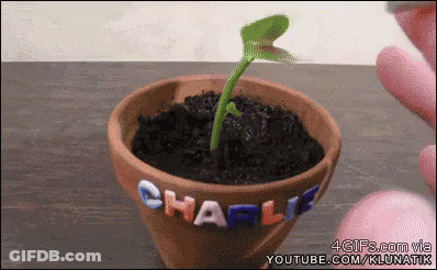 A Small Plant Is Growing In A Pot With The Name Charlie Written On It GIF
