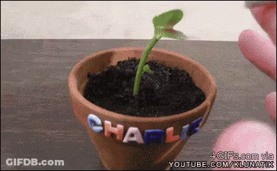 A Small Plant Is Growing Out Of A Pot That Says Charlie GIF
