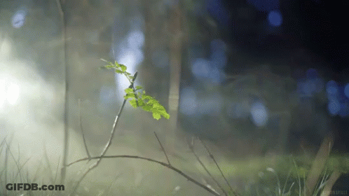 A Small Plant Is Growing Out Of The Ground In The Fog GIF