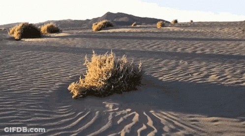 A Small Plant Is Growing Out Of The Sand In A Desert GIF