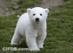 A Small Polar Bear Cub Standing In The Grass GIF