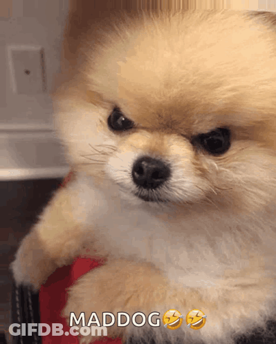 A Small Pomeranian Dog Is Sitting On A Person 'S Lap With The Caption Maddog Above It GIF
