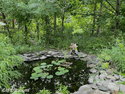 A Small Pond Surrounded By Trees And Rocks In A Lush Green Forest GIF