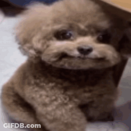 A Small Poodle Is Sitting Under A Table And Looking At The Camera . GIF
