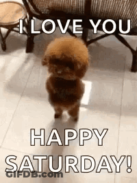 A Small Poodle Is Standing On Its Hind Legs On A Tiled Floor . GIF