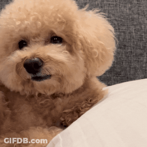 A Small Poodle Laying On A White Pillow Looking At The Camera GIF