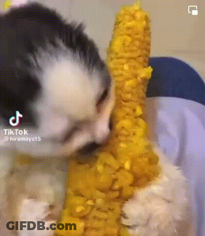 A Small Puppy Is Eating Corn On The Cob . GIF