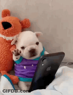 A Small Puppy Is Sitting Next To A Stuffed Animal And A Cell Phone . GIF