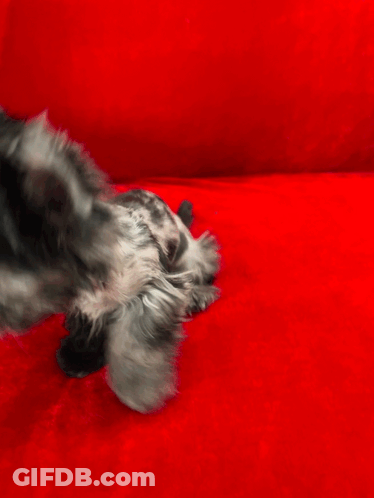 A Small Puppy Is Sitting On A Red Couch GIF