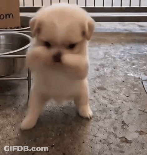 A Small Puppy Is Standing In Front Of A Cardboard Box That Says " Om " On It GIF