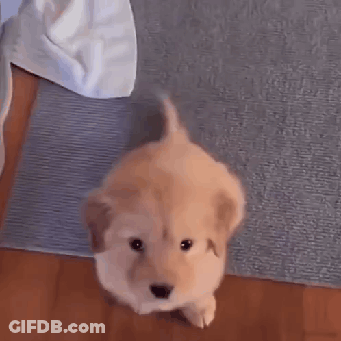 A Small Puppy Is Standing On A Rug On A Wooden Floor And Looking Up At The Camera . GIF