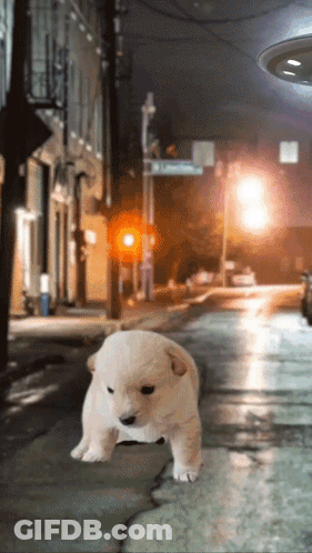 A Small Puppy Is Walking Down A Street With A Sign That Says Lyman Street GIF