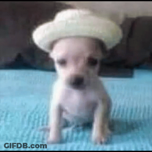A Small Puppy Wearing A Cowboy Hat Is Sitting On A Bed . GIF