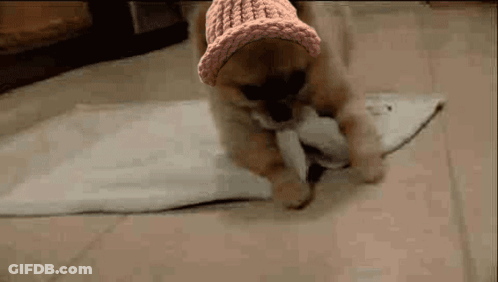 A Small Puppy Wearing A Pink Hat Is Playing With A Stuffed Animal . GIF