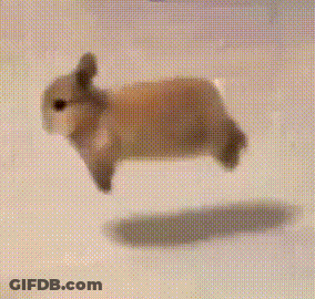 A Small Rabbit Is Jumping In The Air . GIF