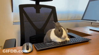 A Small Rabbit Is Sitting On A Keyboard Next To A Mouse GIF