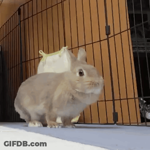 A Small Rabbit Is Standing In Front Of A Cage Looking At The Camera . GIF