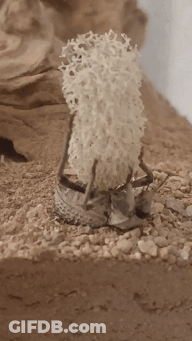 A Small Sculpture Of A Sheep Is Sitting On A Pile Of Gravel GIF