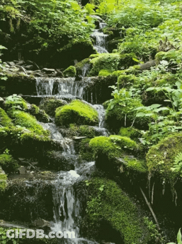 A Small Waterfall Surrounded By Mossy Rocks And Plants GIF