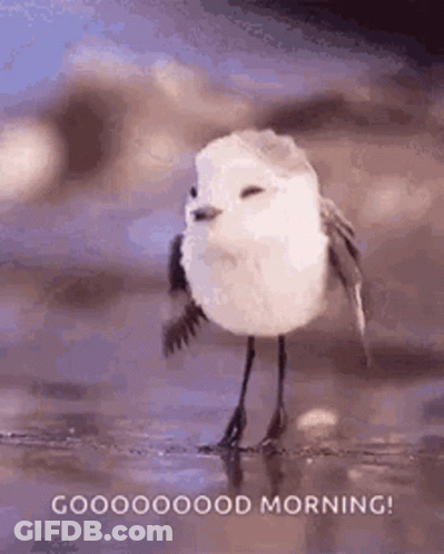 A Small White Bird Is Standing On A Beach With Its Wings Outstretched . GIF