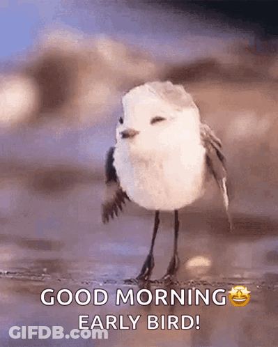 A Small White Bird Is Standing On A Beach With The Words `` Good Morning Early Bird '' Above It . GIF