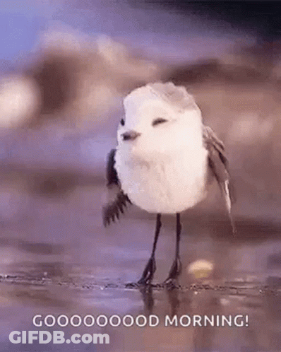 A Small White Bird Is Standing On Its Hind Legs On The Beach . GIF