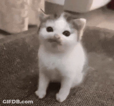A Small White Cat With A Mustache Is Sitting On A Scratching Post . GIF