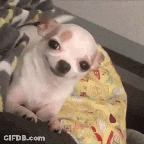 A Small White Chihuahua Dog Is Laying On A Blanket On A Bed . GIF