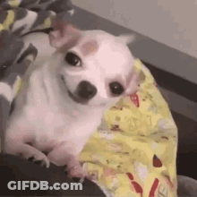 A Small White Chihuahua Dog Is Laying On A Blanket On A Bed . GIF