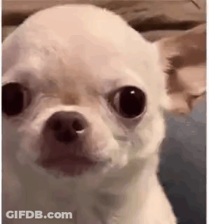 A Small White Chihuahua Dog Is Looking At The Camera With A Serious Look On Its Face . GIF