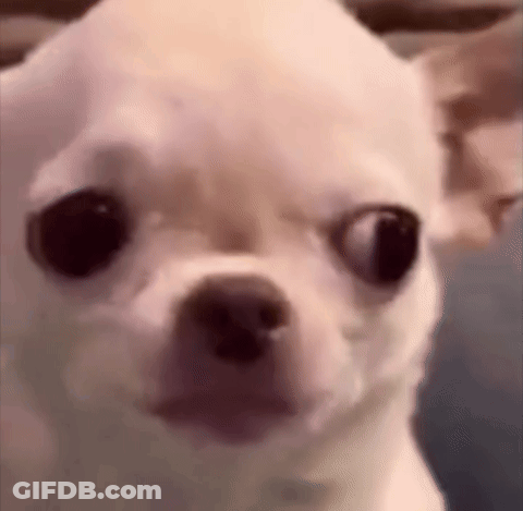 A Small White Chihuahua Dog Is Looking At The Camera With A Surprised Look On His Face . GIF