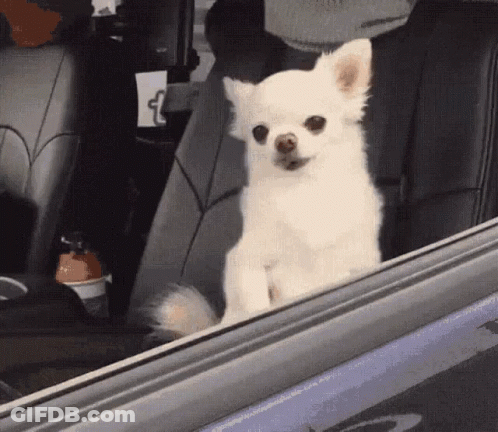 A Small White Chihuahua Is Sitting In The Back Seat Of A Car Looking Out The Window . GIF