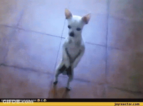 A Small White Chihuahua Is Standing On Its Hind Legs On A Tiled Floor . GIF