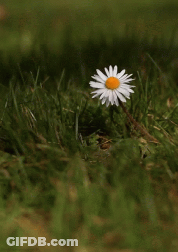 A Small White Daisy With A Yellow Center Is Growing In The Grass GIF