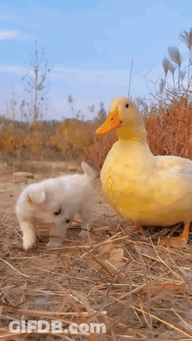 A Small White Dog And A Large Yellow Duck Are Standing Next To Each Other On A Dirt Field . GIF
