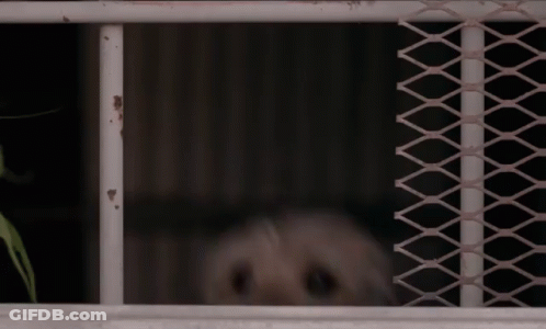 White Dog Behind Metal Fence Looking Out GIF