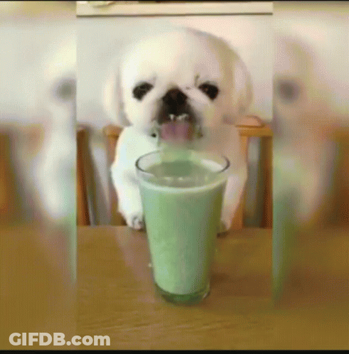 A Small White Dog Is Drinking A Green Drink From A Glass GIF
