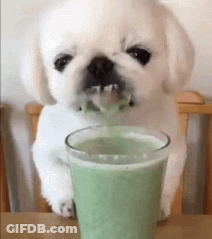 A Small White Dog Is Drinking A Green Drink From A Glass . GIF