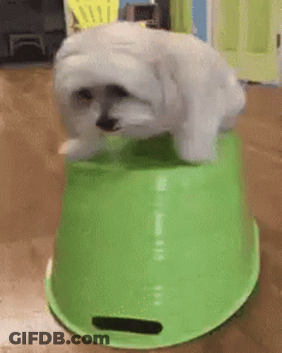 A Small White Dog Is Jumping Out Of A Green Bowl . GIF