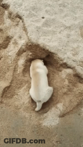 A Small White Dog Is Laying In A Hole In The Sand GIF
