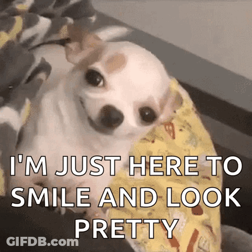 A Small White Dog Is Laying On A Bed With The Words I 'M Just Here To Smile And Look Pretty GIF