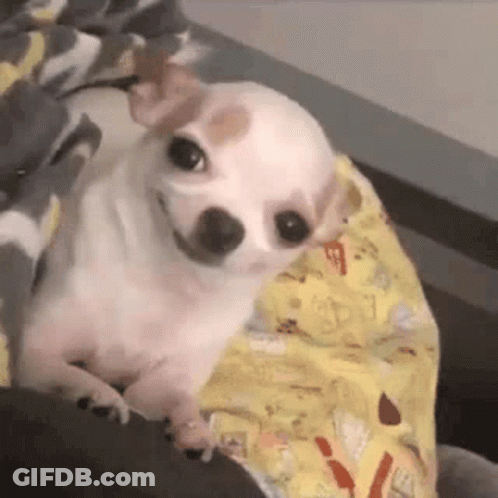 A Small White Dog Is Laying On A Blanket On A Bed And Looking At The Camera . GIF