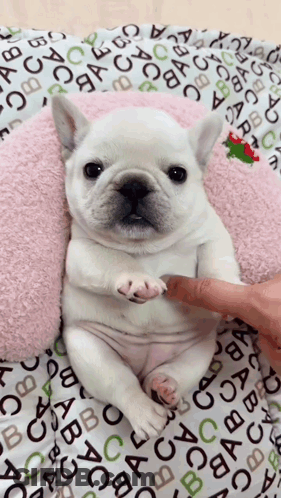 A Small White Dog Is Laying On A Blanket With The Letter Abc On It GIF